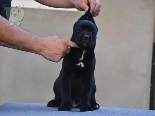 Κουτάβια Cane Corso